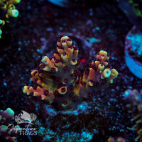 Frag 4