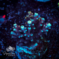 Frag 5