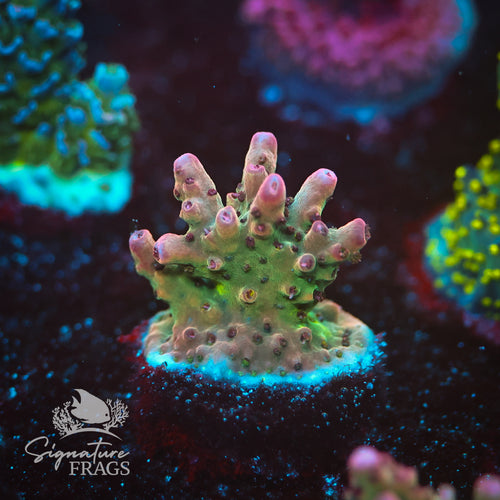 Ruby Polyps
