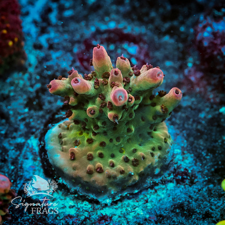 Ruby Polyps