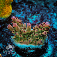 Frag 2