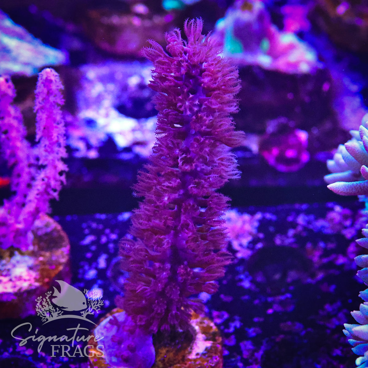 Saxby Gorgonian