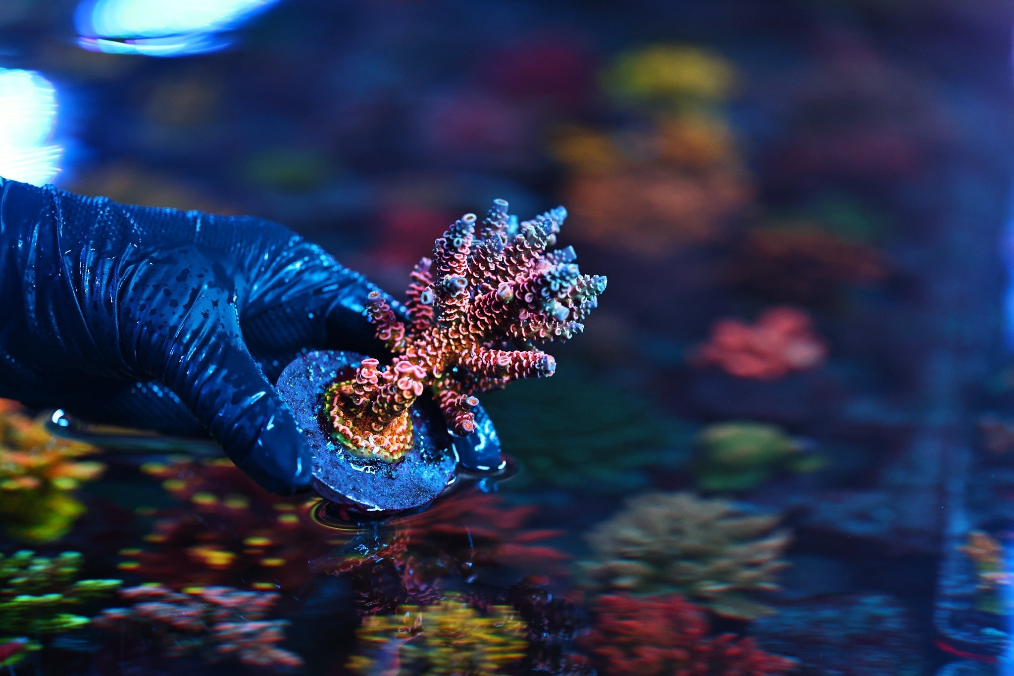 A gloved hand holding a branching coral at Signature Frags