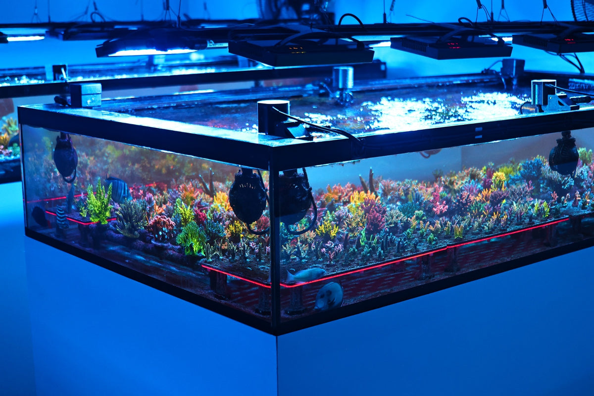 Corals growing in Signature Frags aquaculture systems