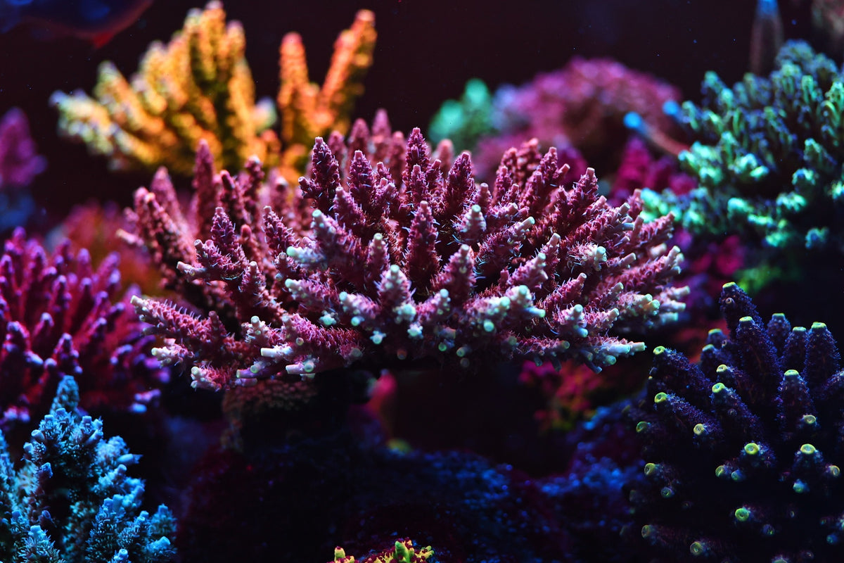 An established coral colony at Signature Frags