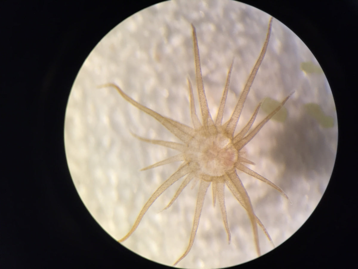 Close-up of Exaiptasia pallida showing the oral disc and slender tentacles