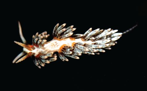 Berghia stephanieae, the specialist Aiptasia-eating nudibranch