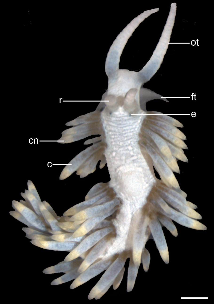 Labelled scientific photograph of Berghia stephanieae under its former name Aeolidiella stephanieae