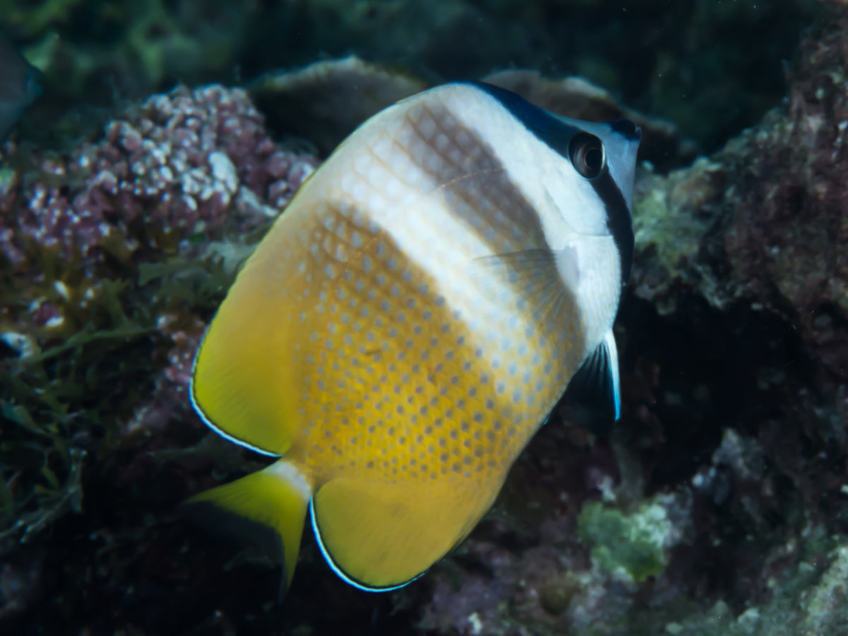 Klein's butterflyfish Chaetodon kleinii, a coral-nipping risk in a reef aquarium