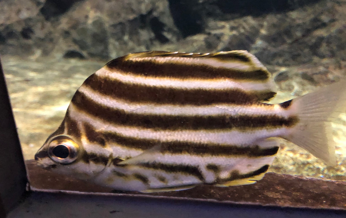 Stripey Microcanthus strigatus photographed in a Japanese aquarium; representative of the trade's Microcanthus stripeys
