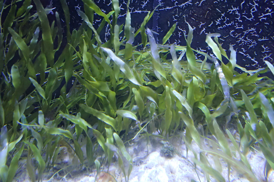 Broad blade-shaped fronds of Caulerpa prolifera.