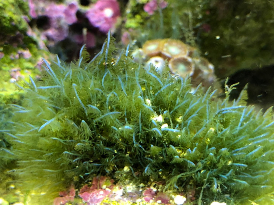 Feather-shaped Bryopsis growing from reef rock, with a central stalk and fine side branches.