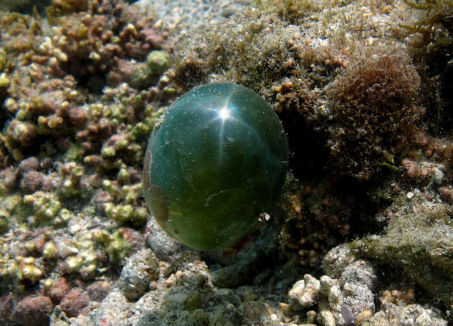 A large Valonia bubble in the wild; aquarium bubbles may be much smaller.
