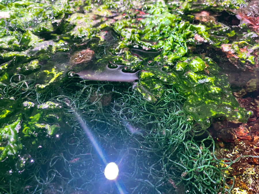 Chaetomorpha is the wiry, tangled mass; the leafy algae beside it is Ulva.