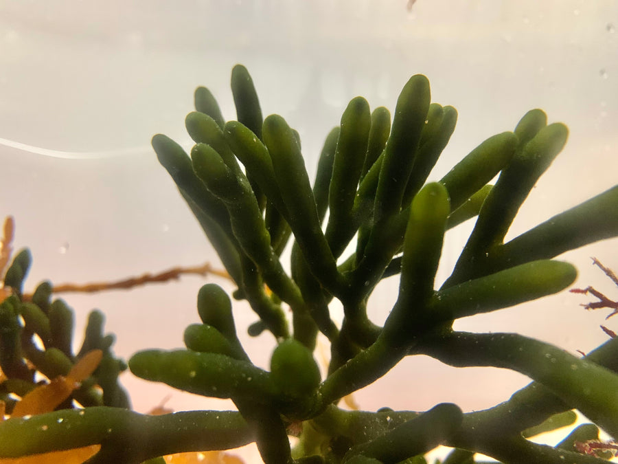 Codium fragile in the Birch Aquarium; select a species suitable for your tank temperature.
