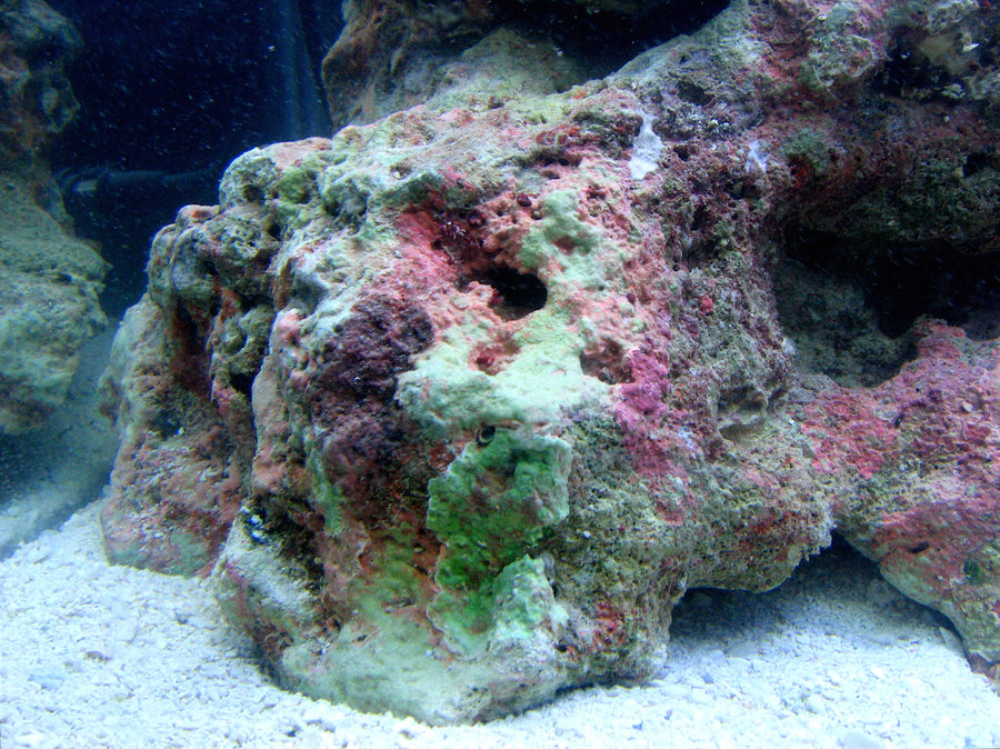 Hard pink and purple coralline crusts on aquarium live rock.