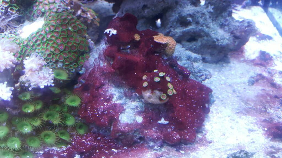 Burgundy-red slime mats covering live rock beside zoanthids and aquarium sand.