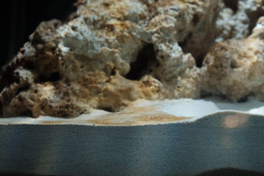 A golden-brown diatom-type coating across aquarium sand, contrasting with clean white patches.