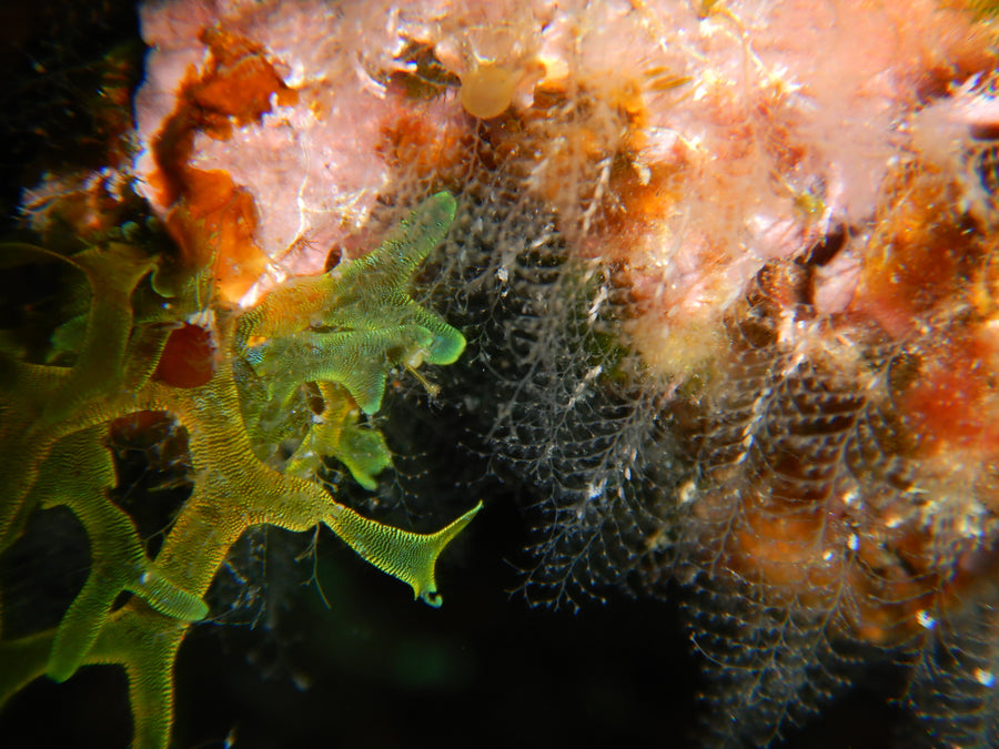Flat ribbons with repeated forks, characteristic of Dictyota.