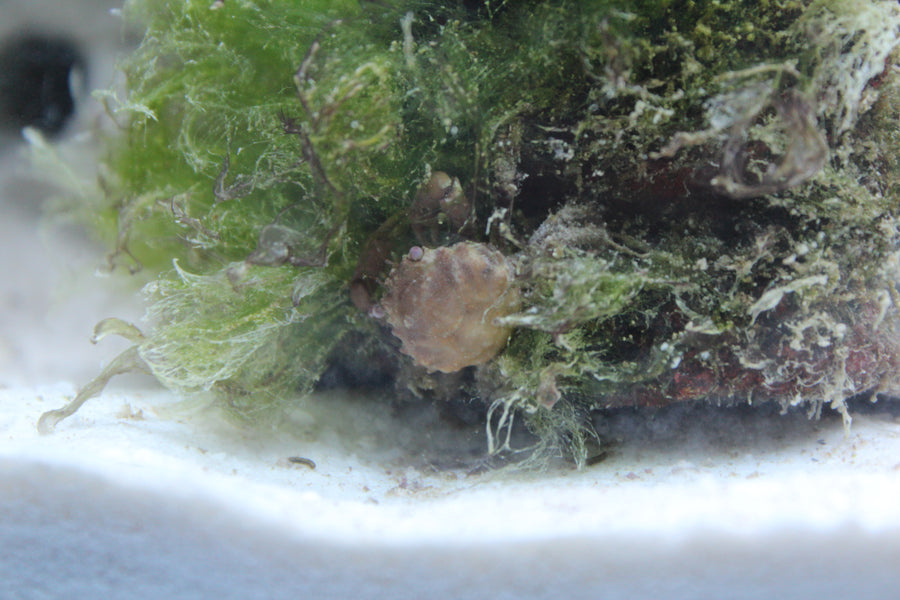 Green hair algae around an emerald crab in an aquarium.