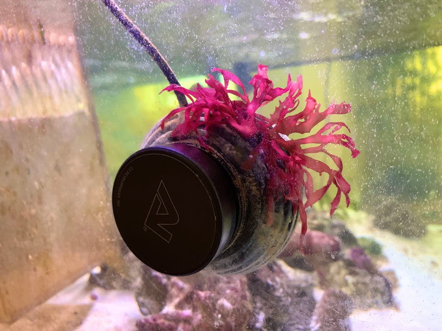 Halymenia durvillei in an aquarium; trade names cover several Halymenia species.