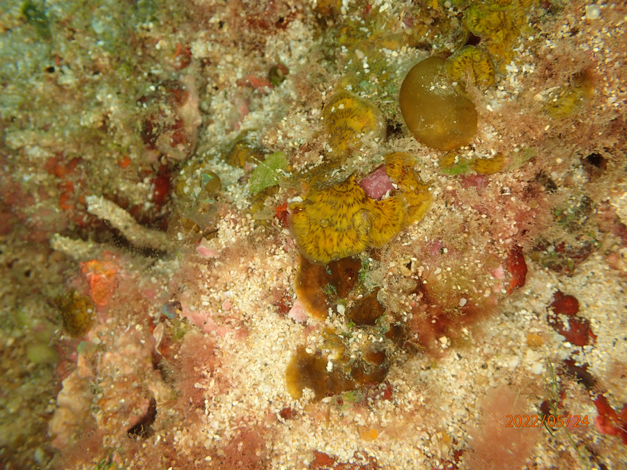 Overlapping brown Lobophora blades on a natural reef.
