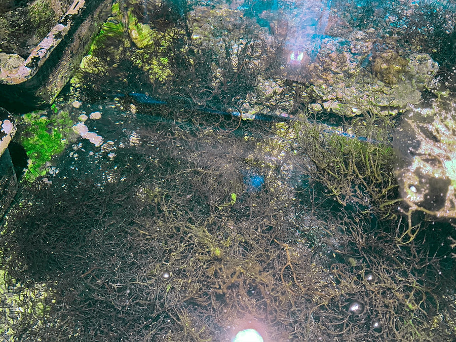 Long ogo in a refugium; colour varies with lighting and condition.