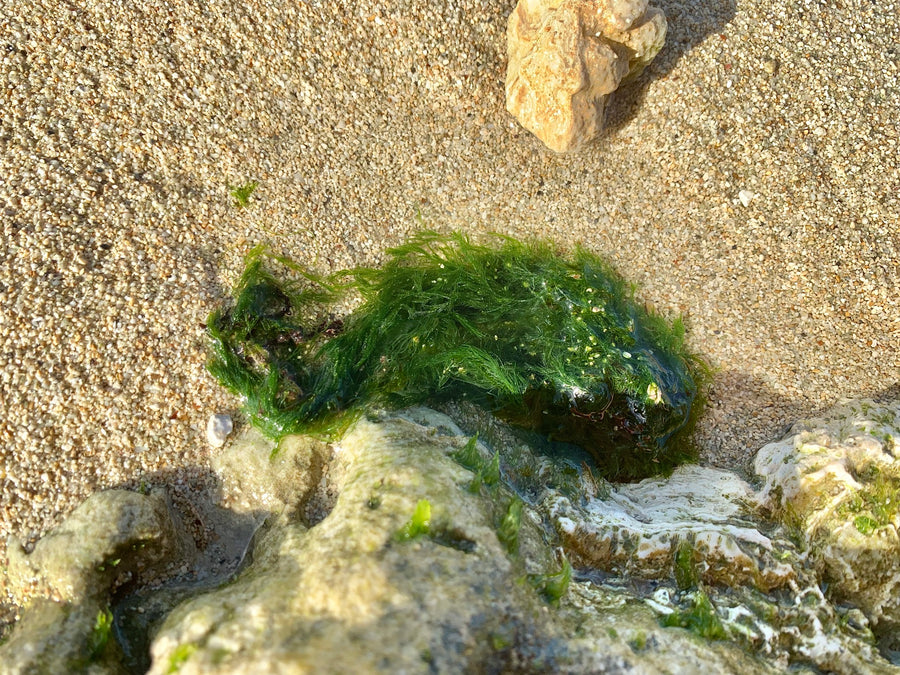 Coarse Cladophora collected at Waikiki; a reference for branching green filaments.