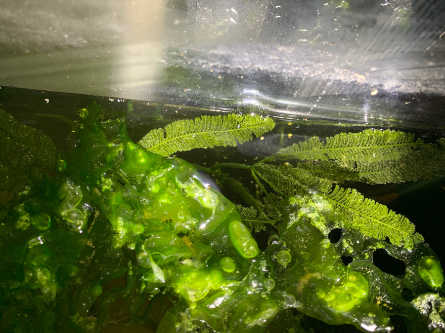 Leafy Ulva in a refugium, alongside feathery Caulerpa paspaloides.