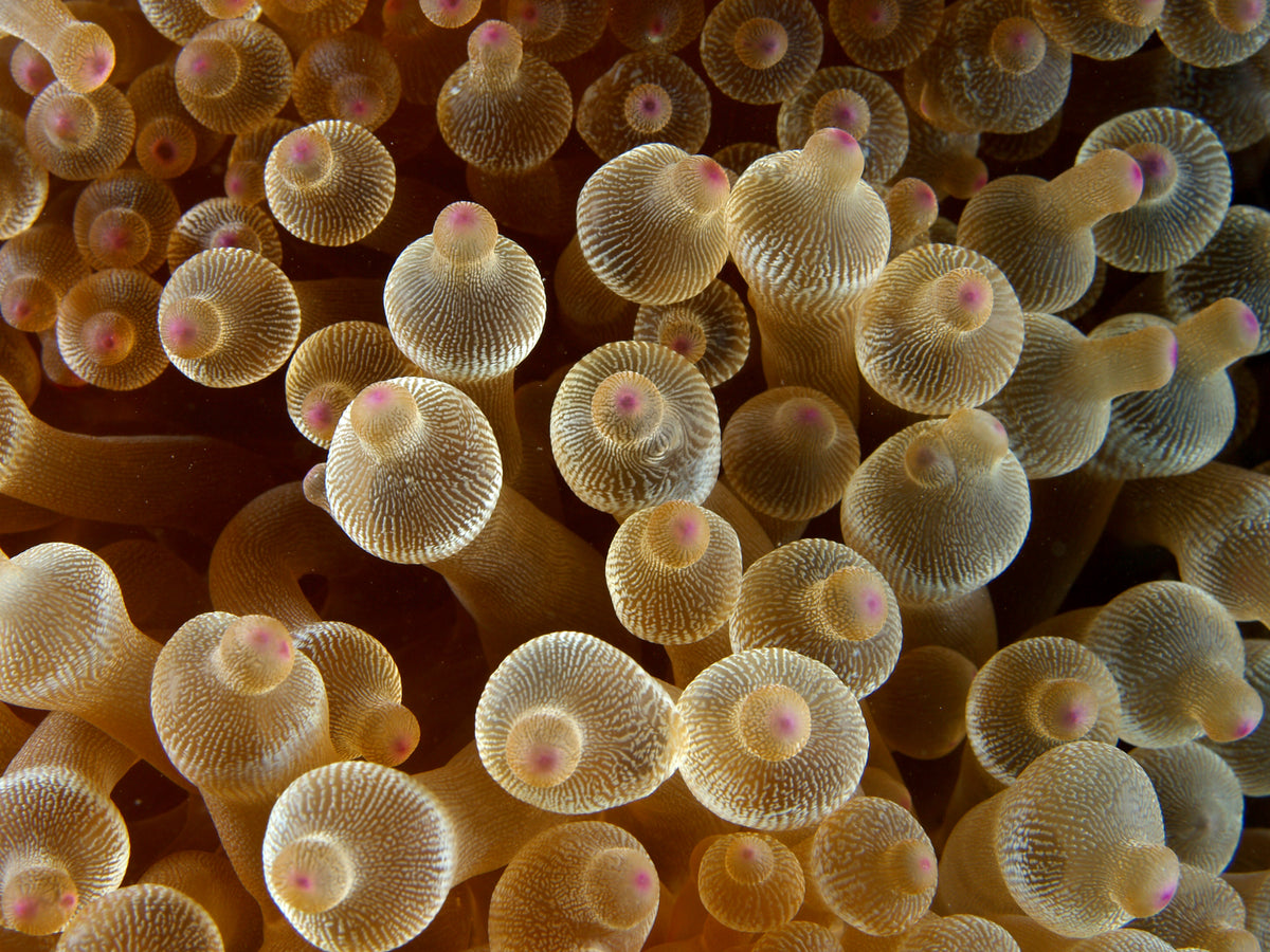 Golden-brown Bubble Tip Anemone (Entacmaea quadricolor) with pink tentacle tips