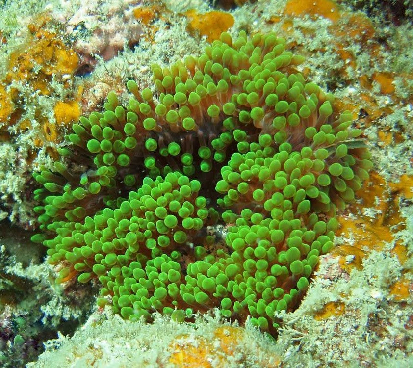 Green Bubble Tip Anemone (Entacmaea quadricolor)