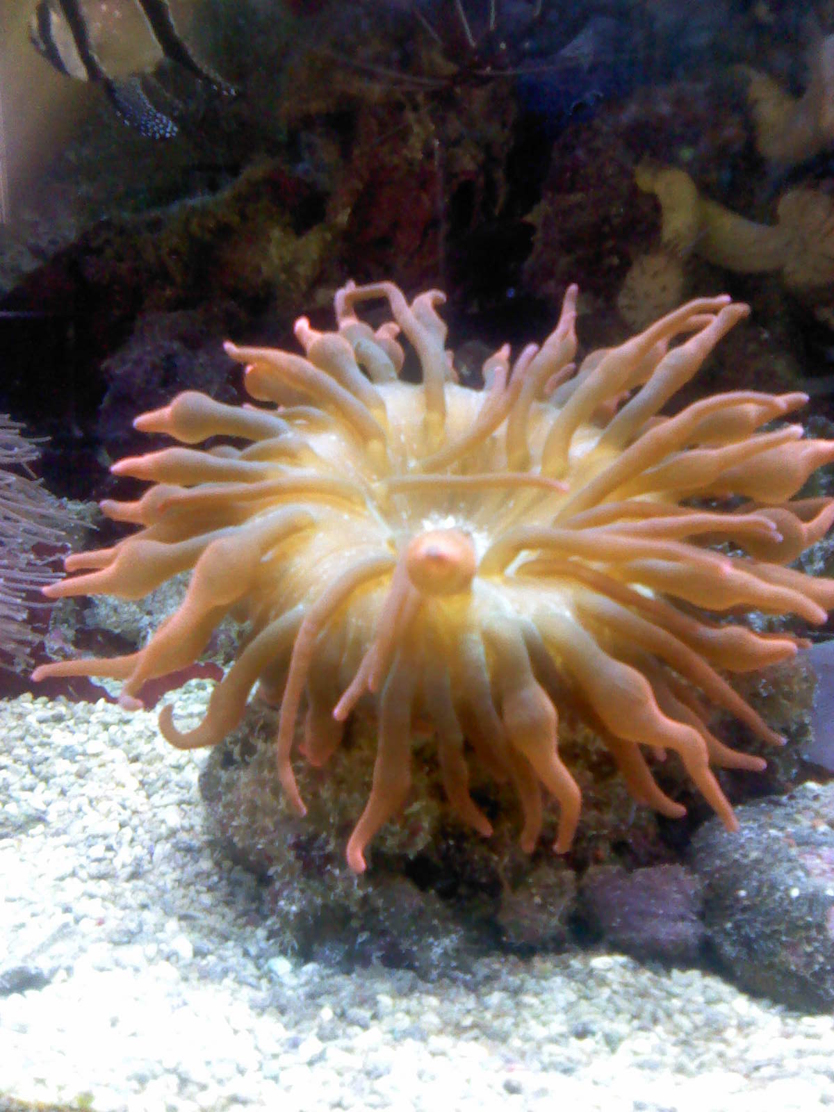 Orange-brown Bubble Tip Anemone (Entacmaea quadricolor) in a reef aquarium