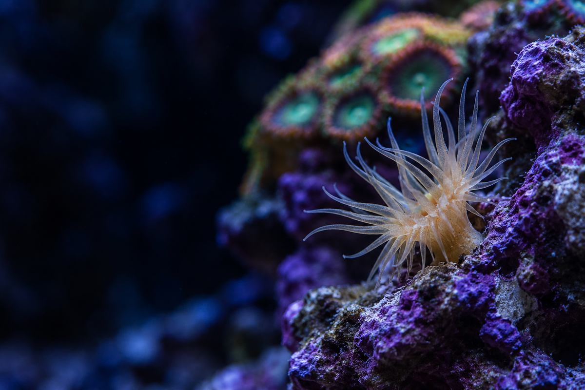 Illustrative reef aquarium scene with an Aiptasia anemone on purple live rock