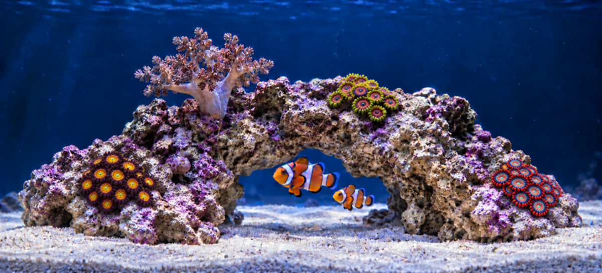 Illustrative starter reef with three zoanthid colonies, a Kenya tree coral and a pair of clownfish
