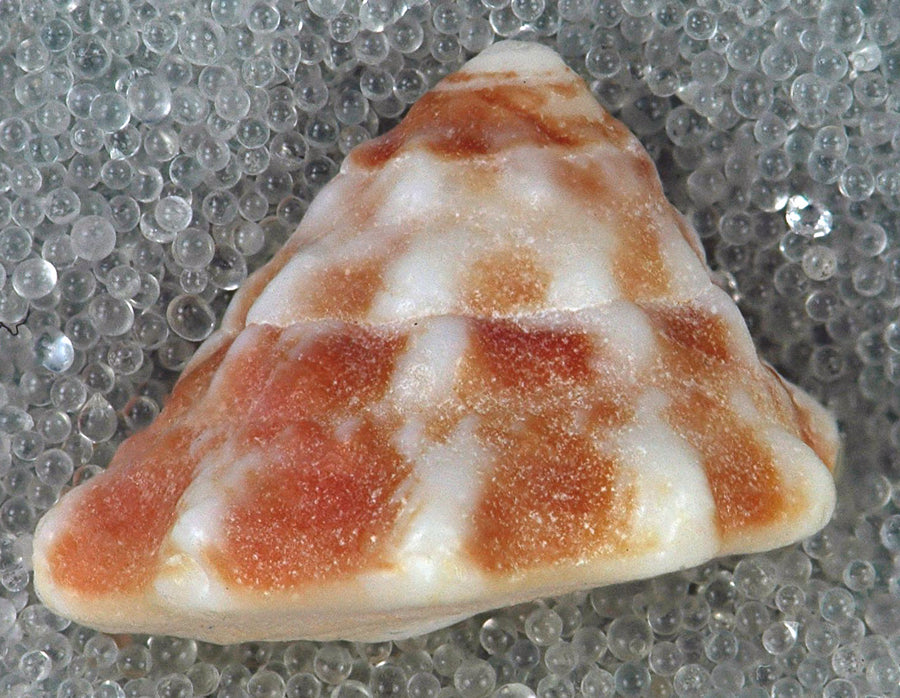 Astraea / astrea snail — Lithopoma tectum; formerly Astraea tecta