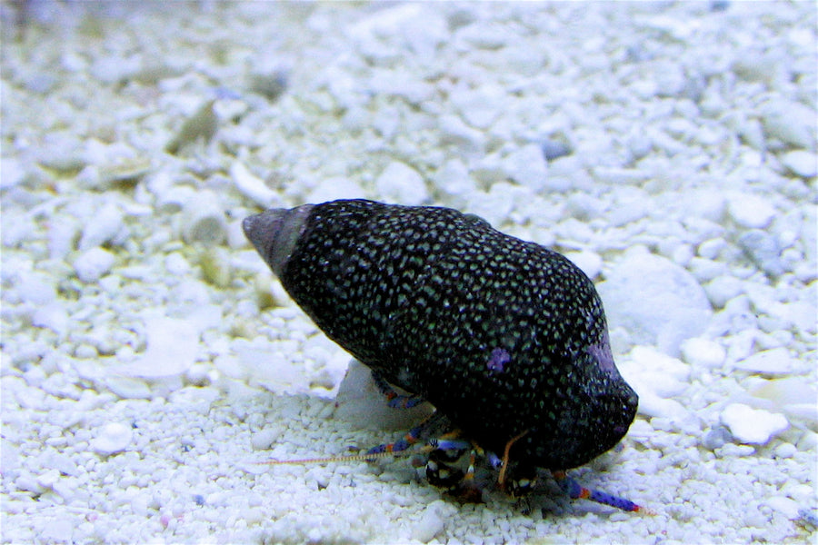 Dwarf blue-leg hermit — Clibanarius tricolor