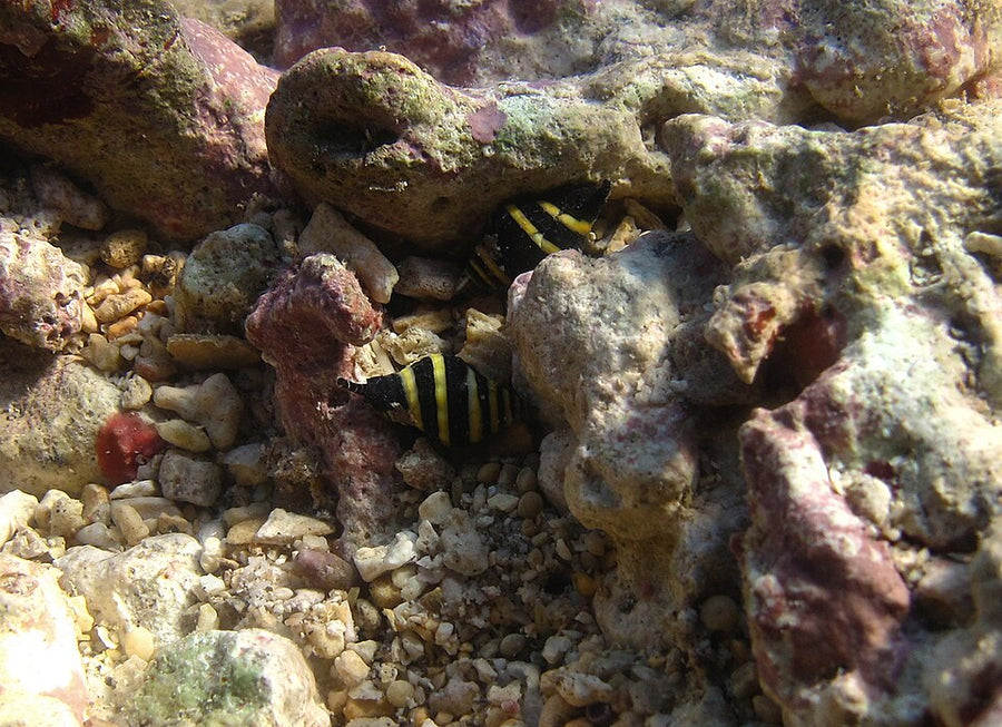Bumblebee snail — Engina mendicaria