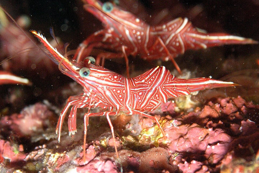 Camelback shrimp with red and white bands and hinged rostrum