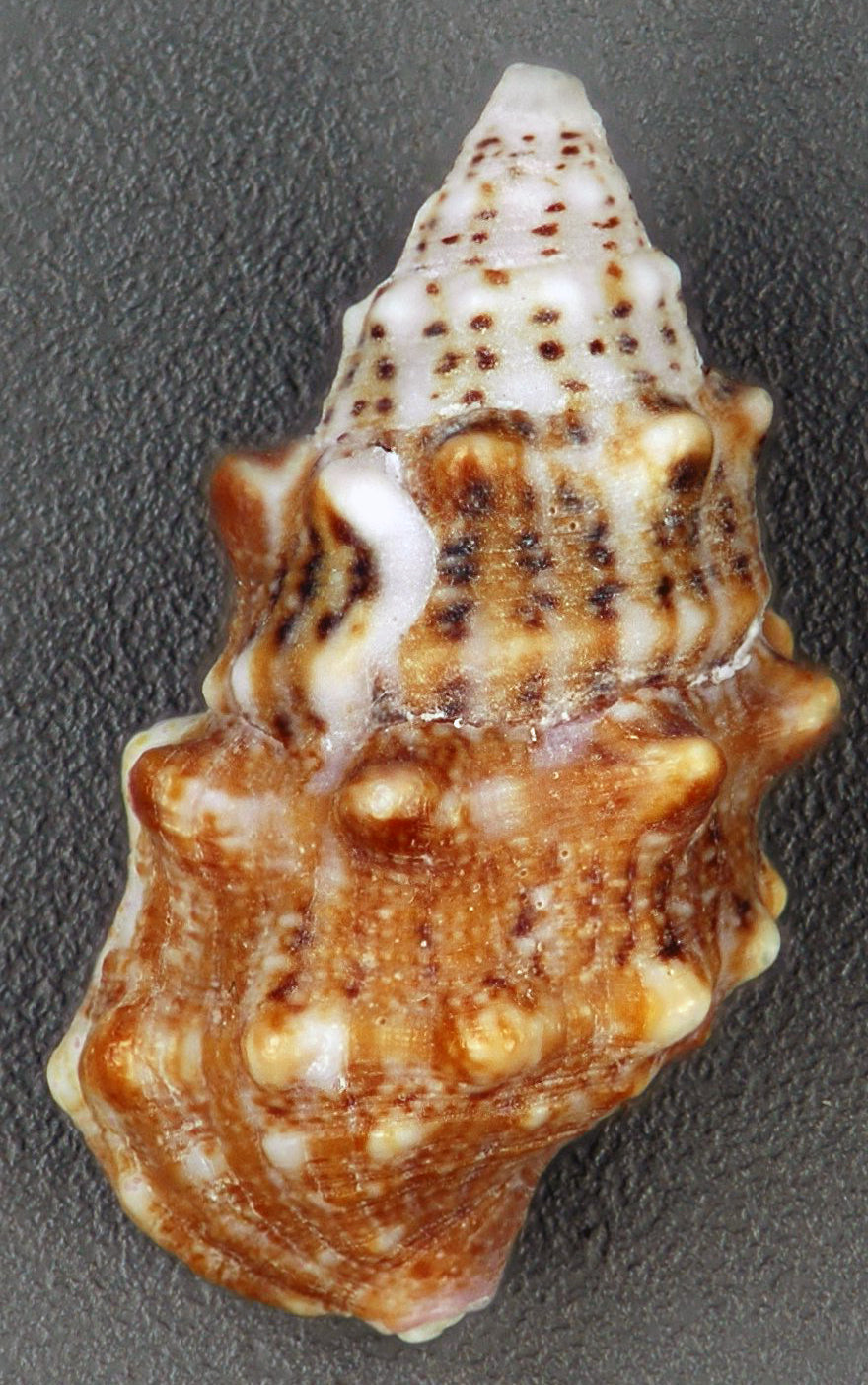 Cerith snail — Cerithium spp.; C. litteratum reference