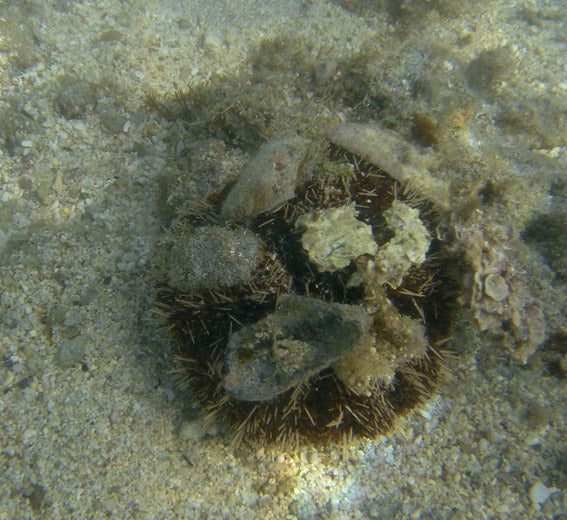 Halloween / collector urchin — Tripneustes gratilla