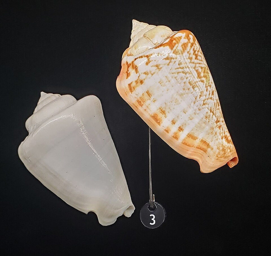 Strawberry / tiger conch — Conomurex luhuanus; formerly Strombus luhuanus