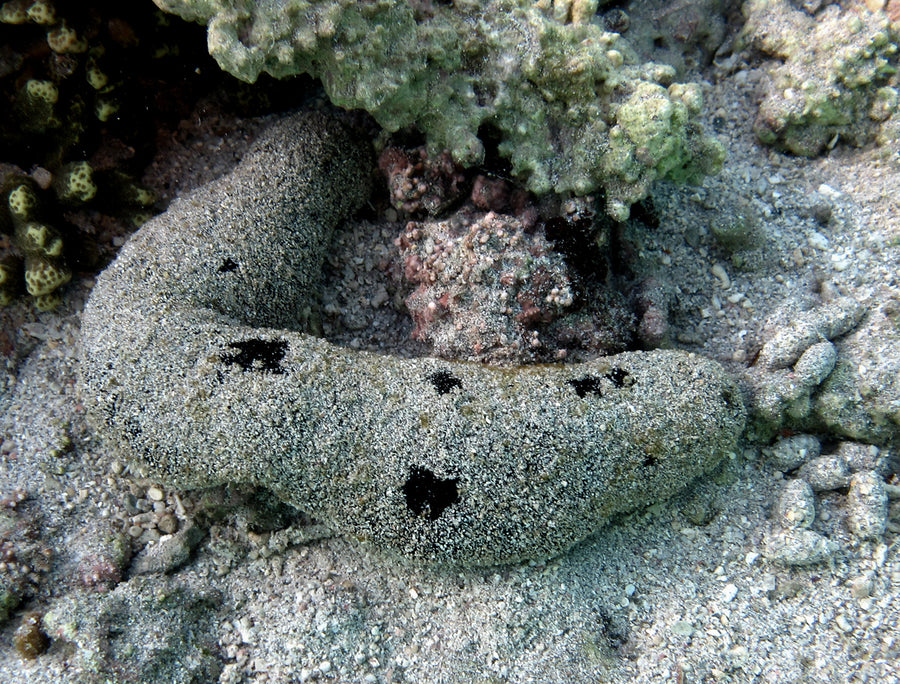 Black sand-sifting cucumber — Holothuria atra