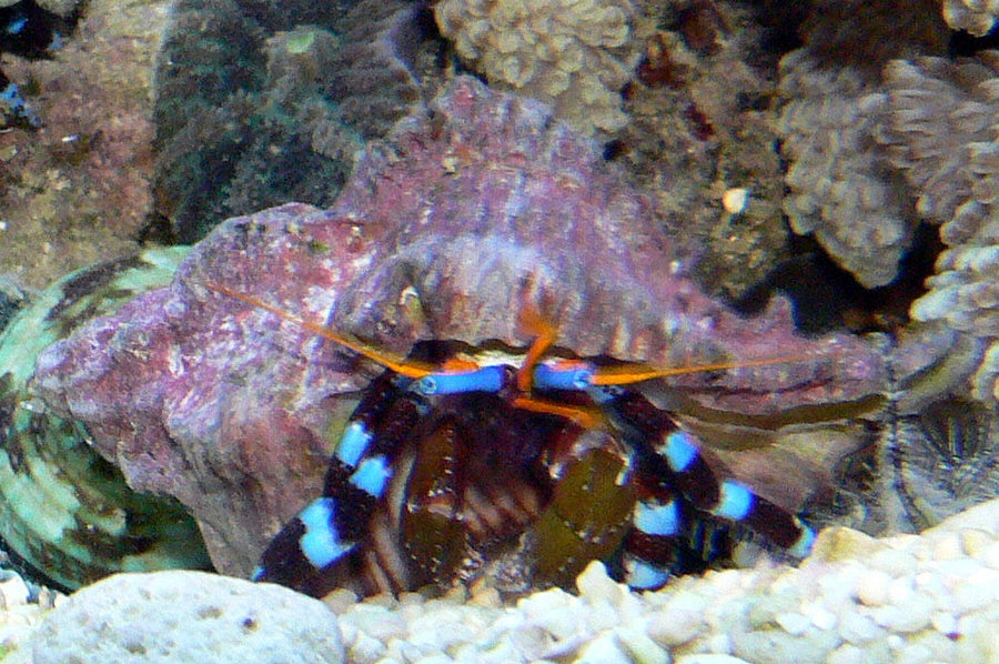 Electric blue / blue-knuckle hermit — Calcinus elegans