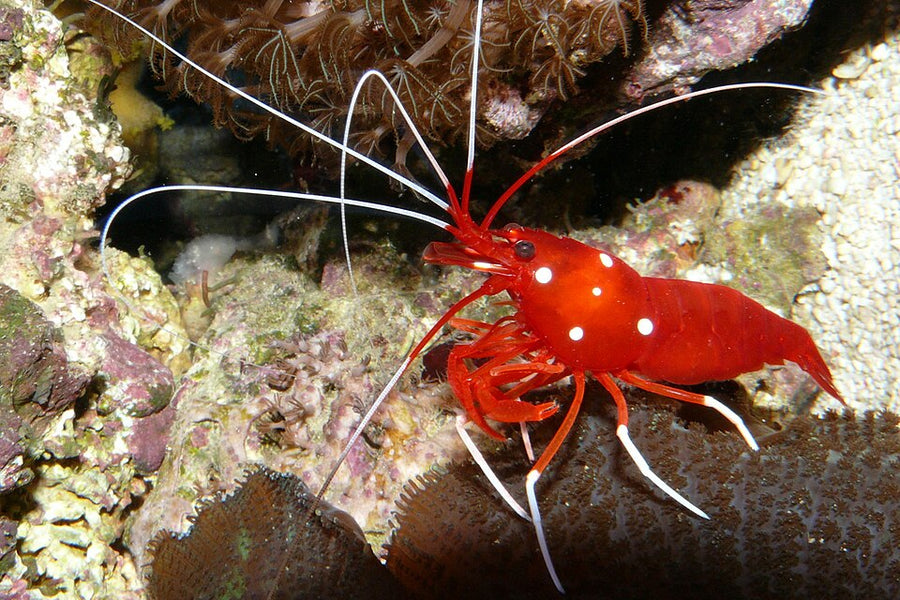 Blood red fire shrimp Lysmata debelius