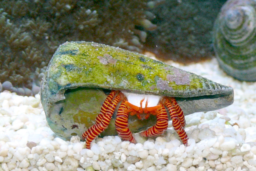 Halloween hermit — Ciliopagurus strigatus