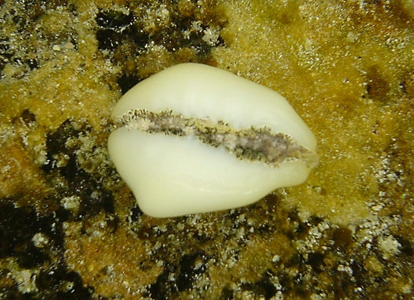 Living money cowrie Monetaria moneta with mantle extending over its shell