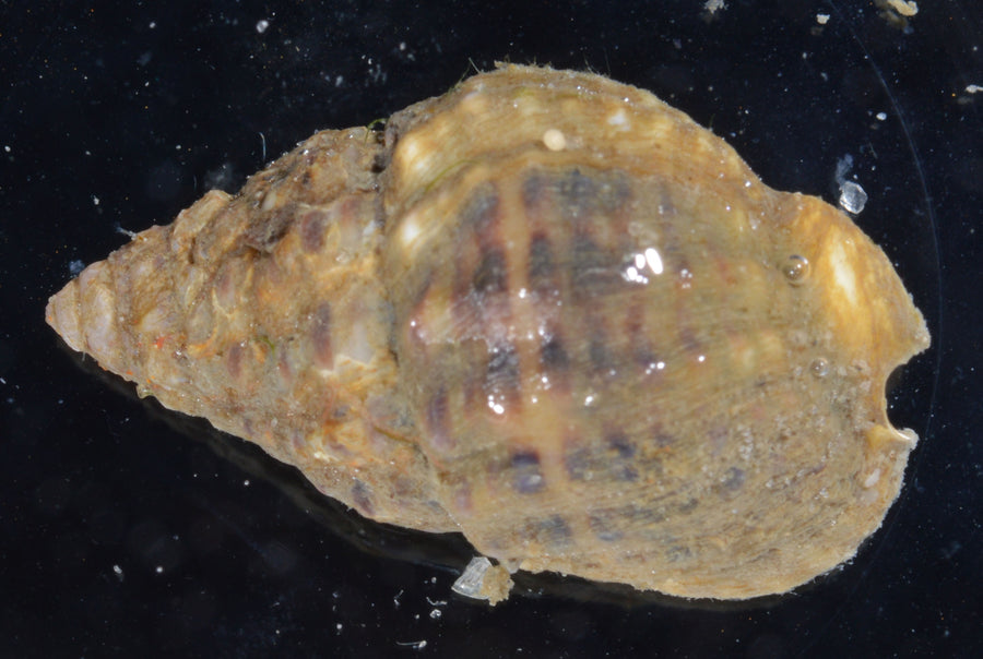 Small nassarius scavenger — Phrontis vibex; sold as Nassarius vibex