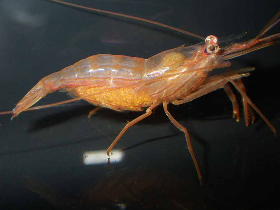 Peppermint shrimp — Lysmata boggessi and related traded Lysmata