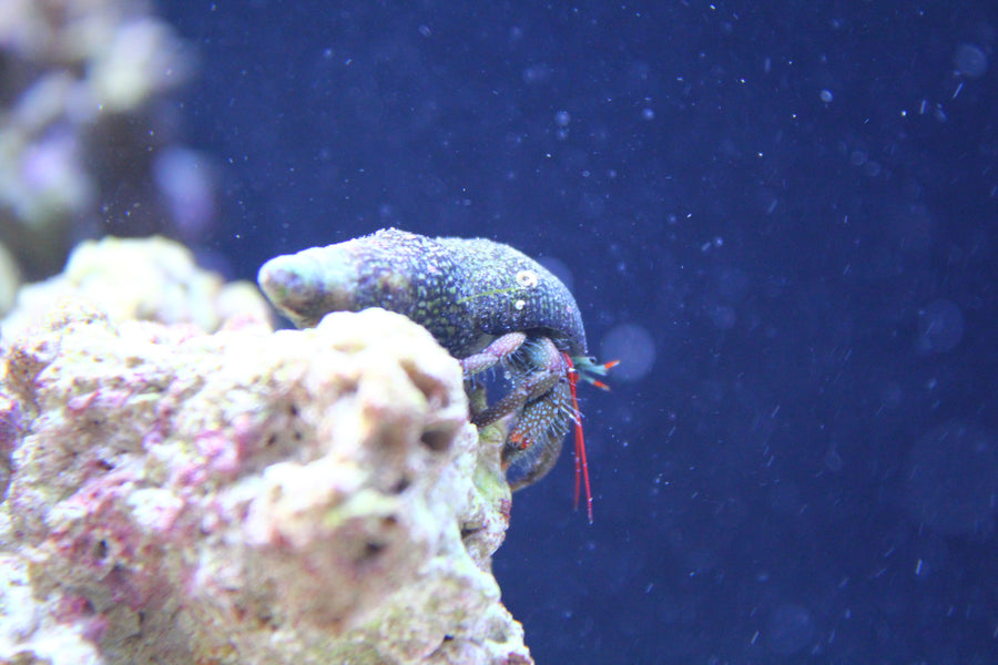 Mexican red-leg hermit — Clibanarius digueti