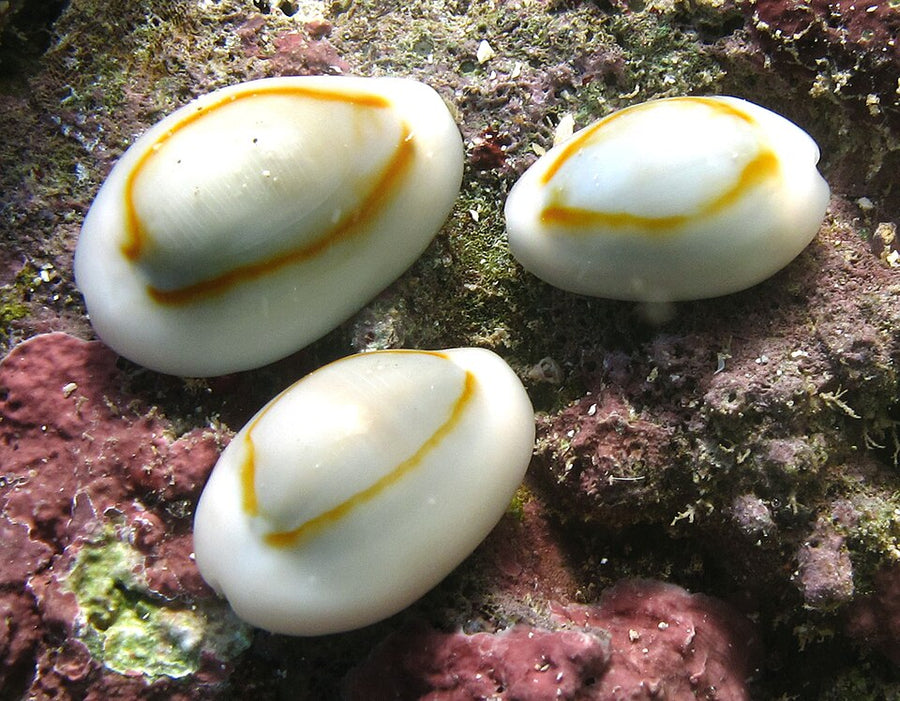 Gold-ring cowrie with its living mantle
